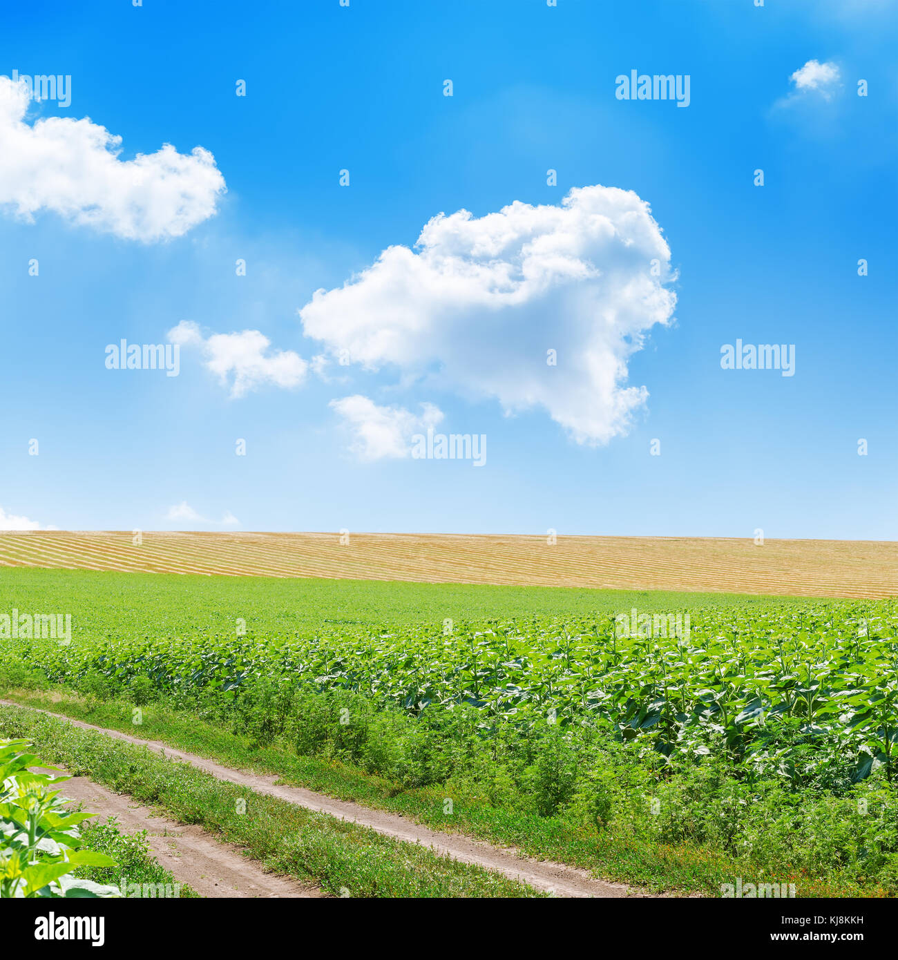field road in a green field under a blue sky with clouds Stock Photo ...