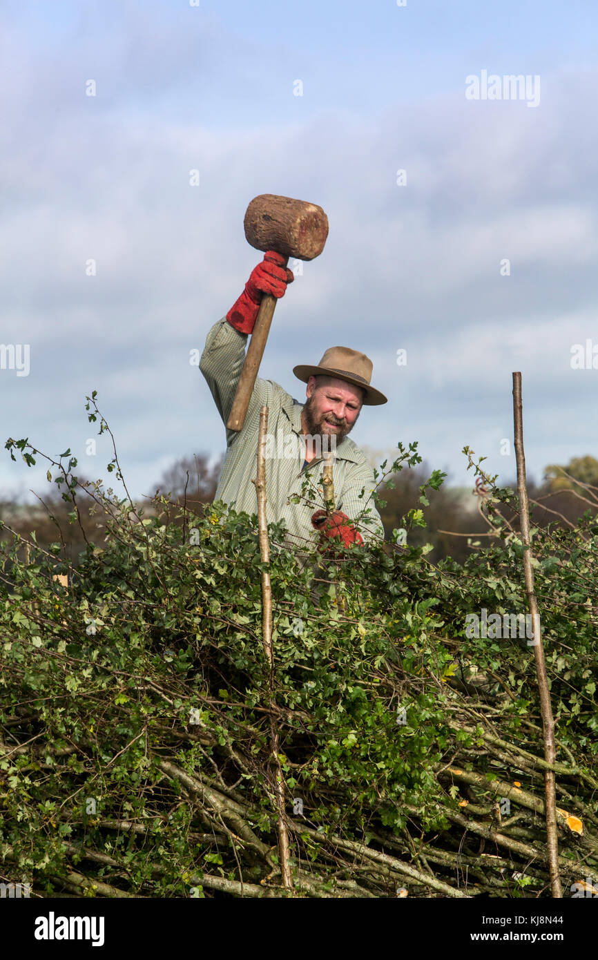 A competitor at the 39th National Hedge Laying Championships at Stourhead, Stourton, Wiltshire on 28th October 2017 Stock Photo