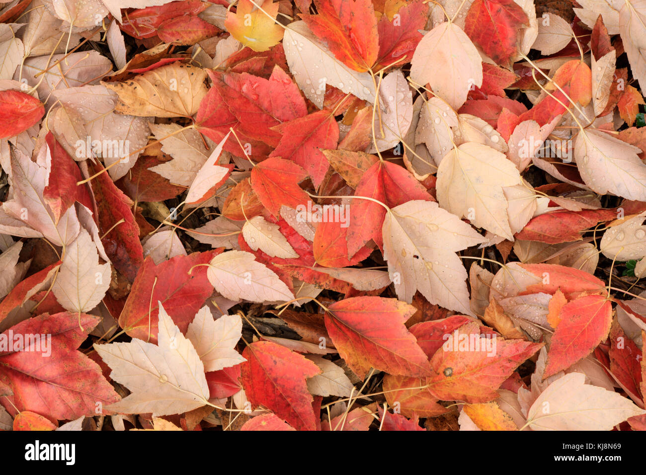 Red Maple Leaves in Autumn. Stock Photo