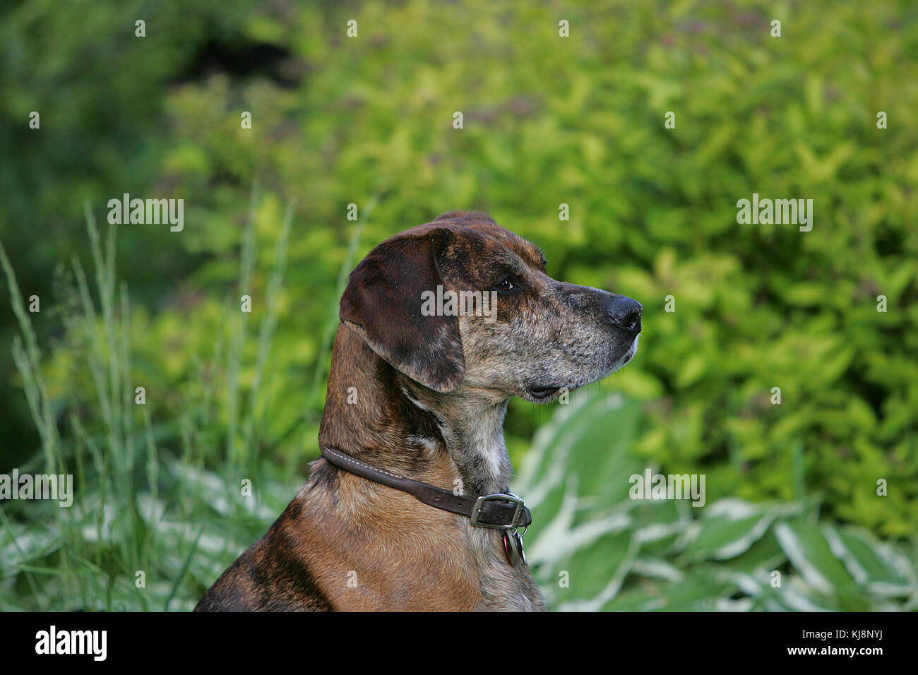 Catahoula leopard dog sitting hi-res stock photography and images - Alamy