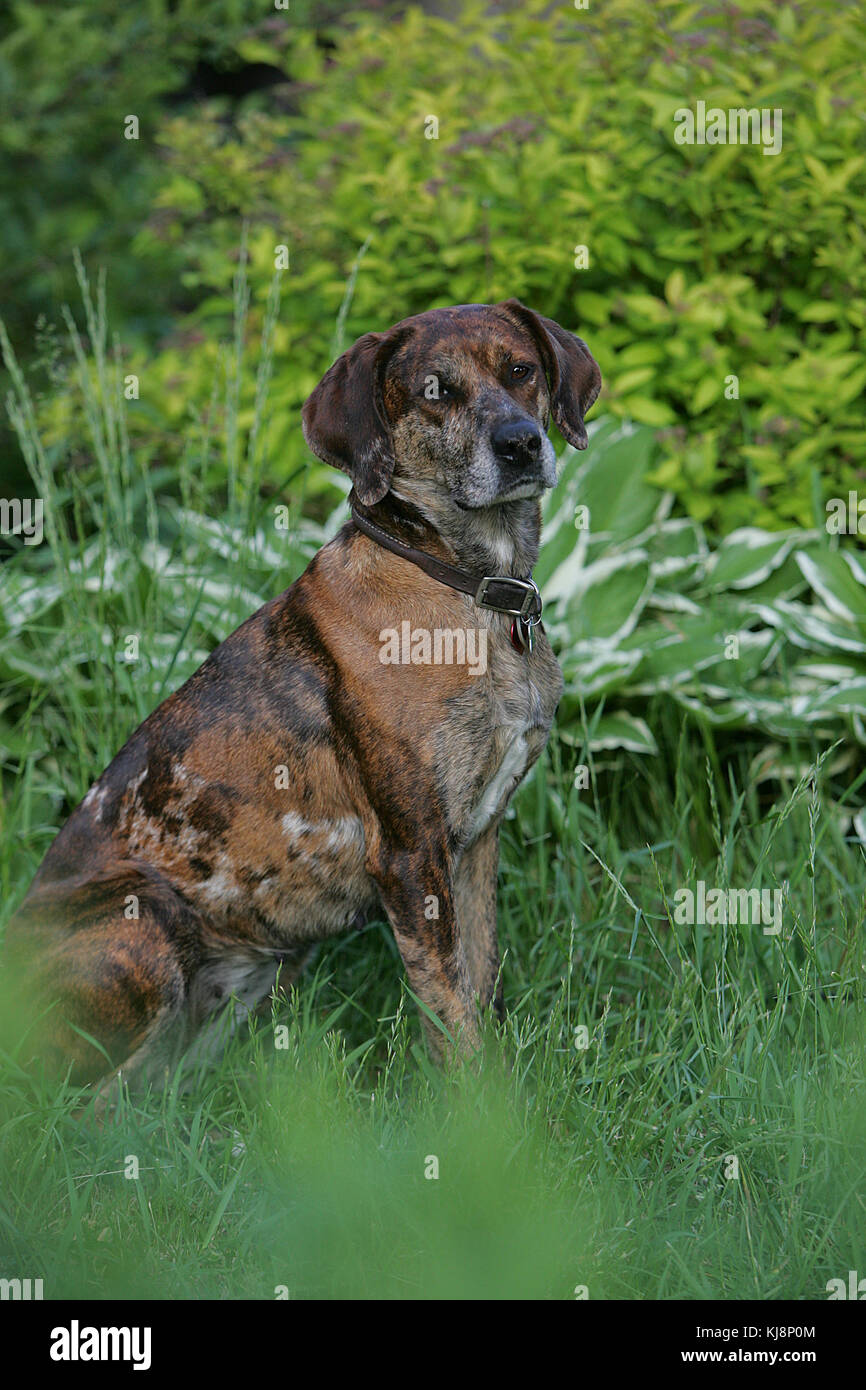 Catahoula Leopard Dog portrait sitting in long grass with shrubs in