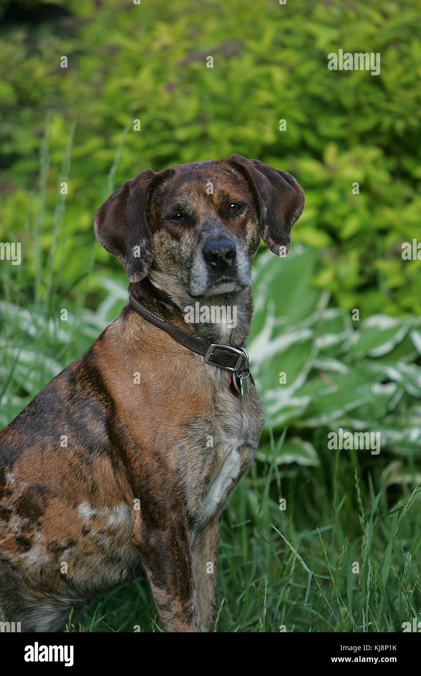 Catahoula Leopard Dog sitting in long grass looking at camera with