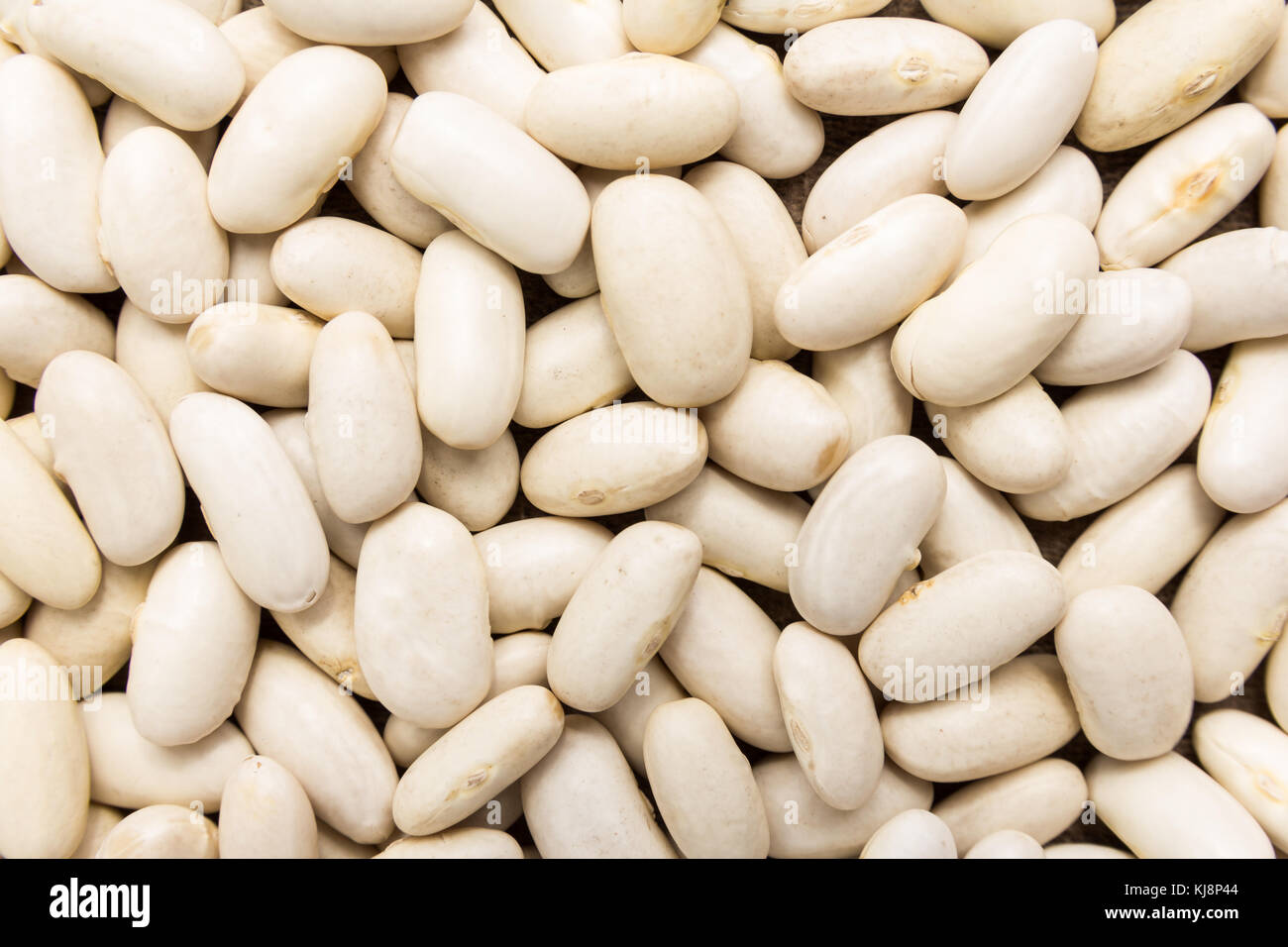 Phaseolus vulgaris is scientific name of Sugar Bean legume. Also known