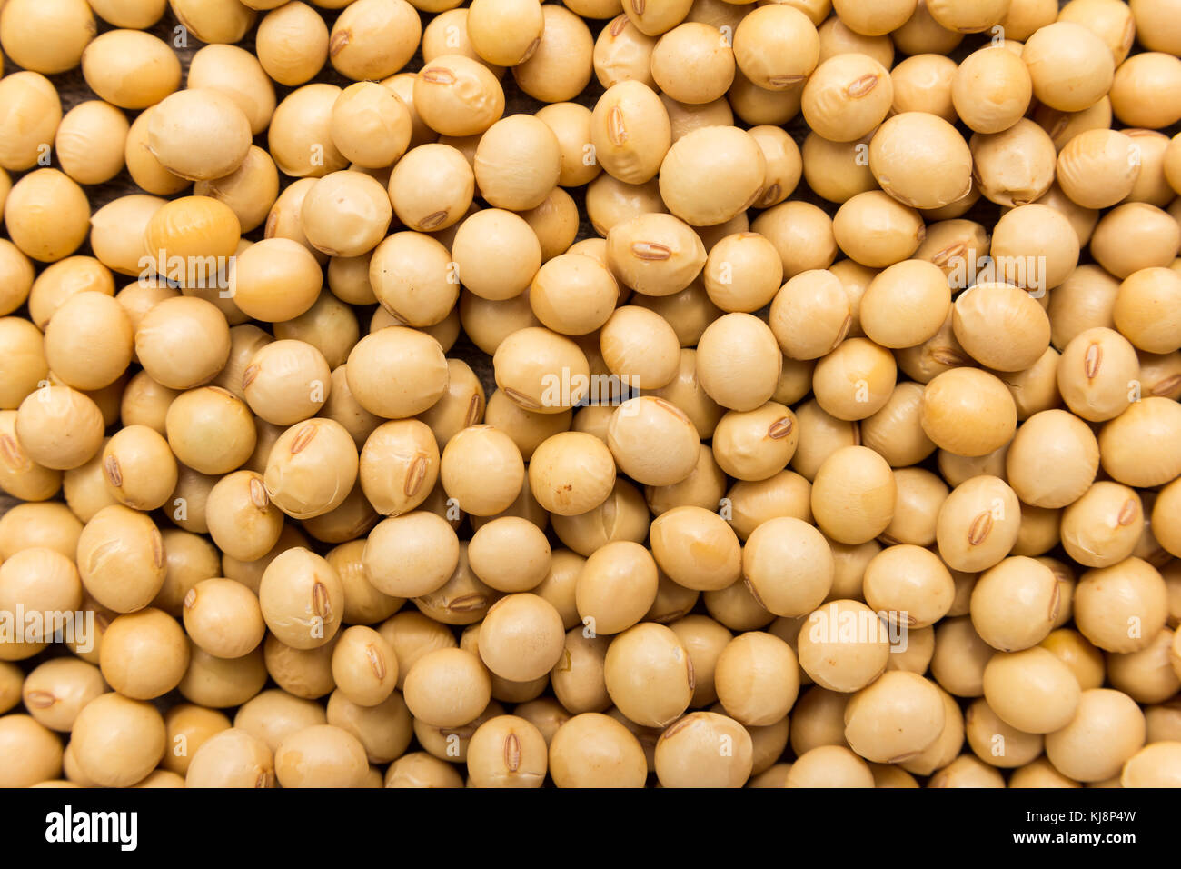 Glycine max is scientific name of Soybean legume. Also known as Soya Bean and Soja. Closeup of grains, background use. Stock Photo