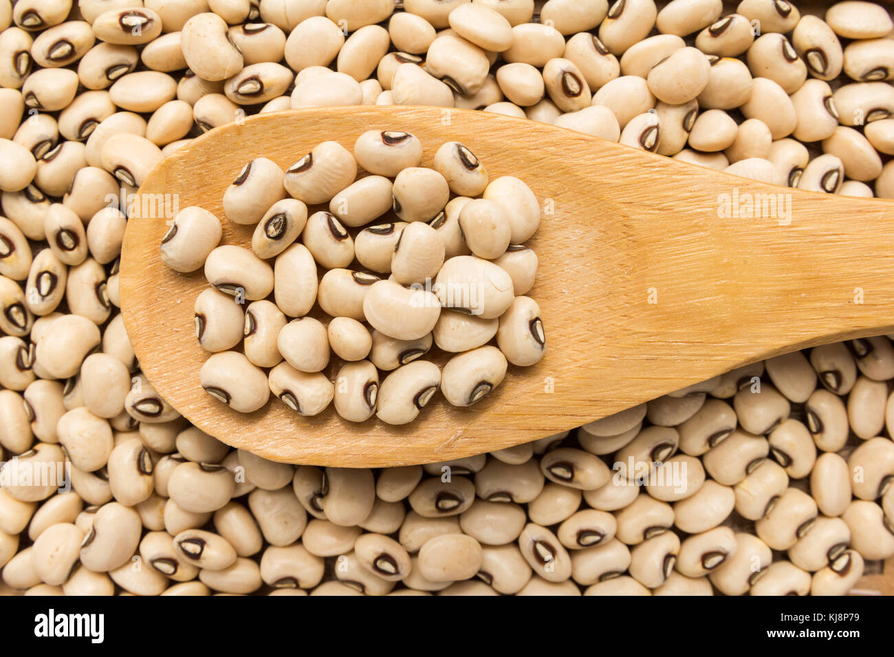 Vigna unguiculata is scientific name of Black Eyed Pea legume. Also known as Goat Pea