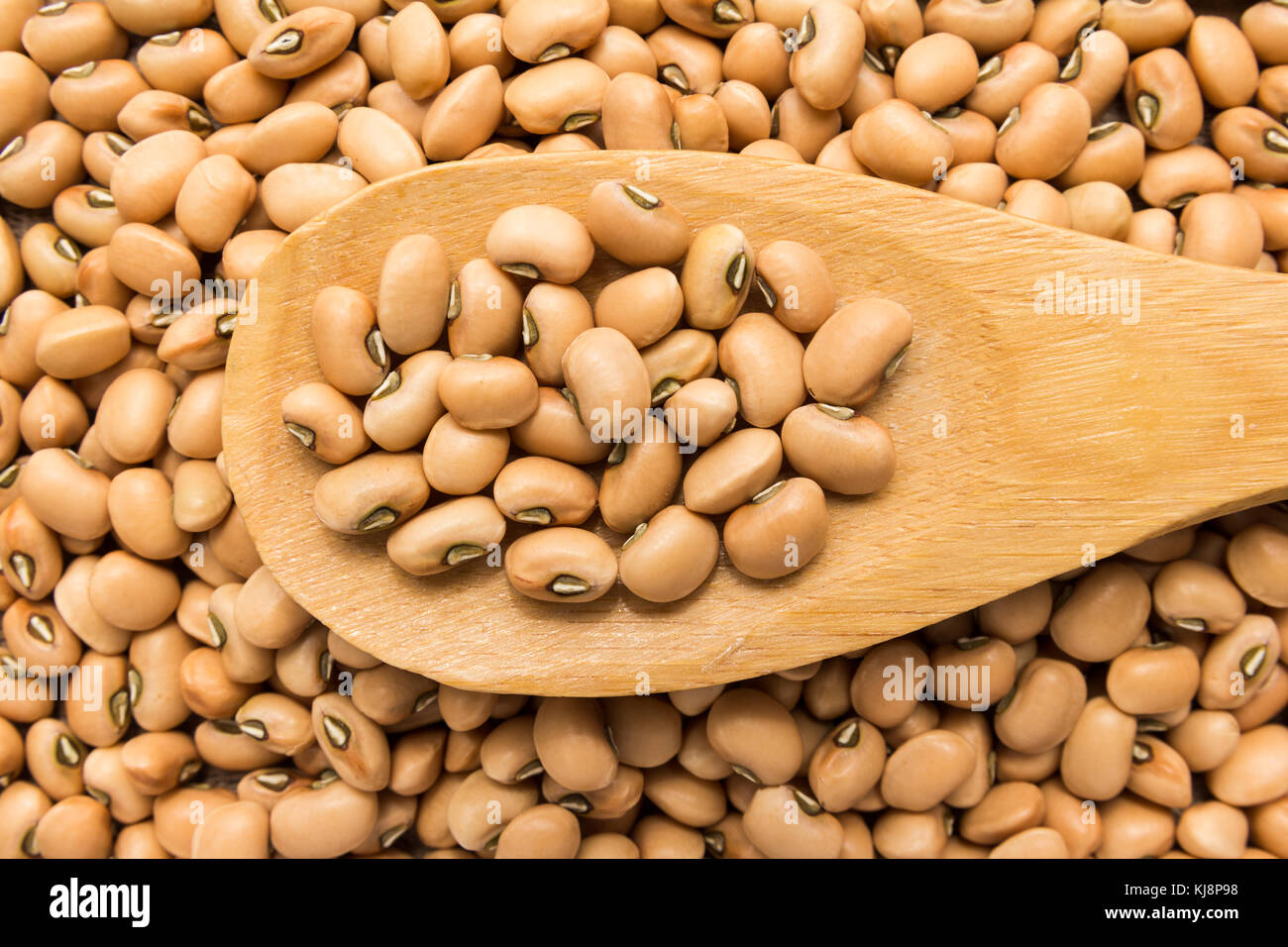 Vigna unguiculata is scientific name of Cowpea legume. Also known as