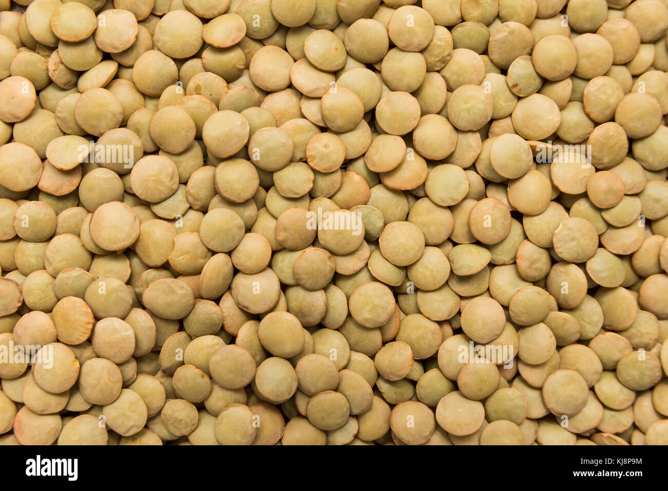 Lens culinaris is scientific name of Lentil legume. Also known as ...