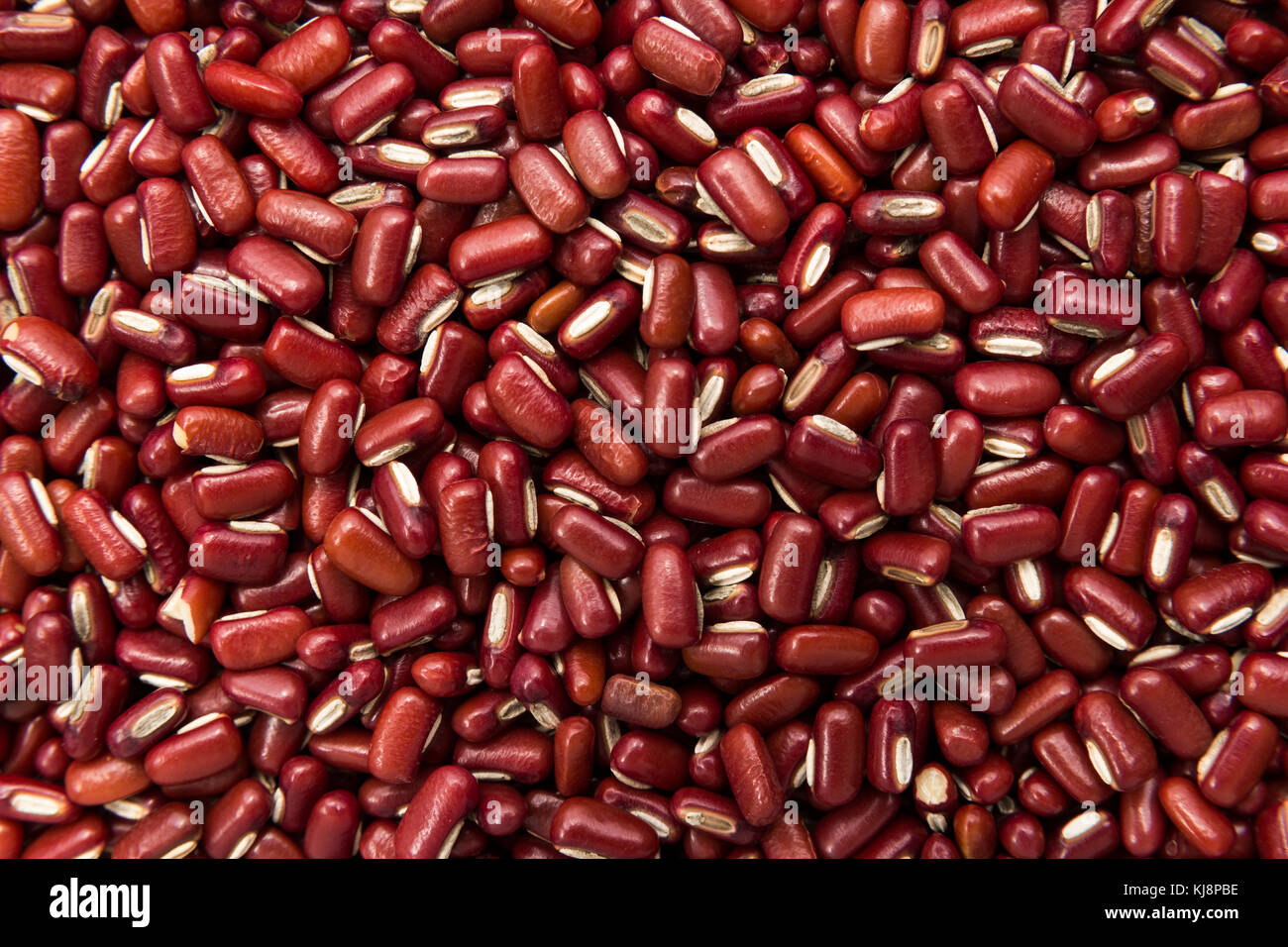 Vigna angularis is scientific name of Adzuki Bean legume. Also known as