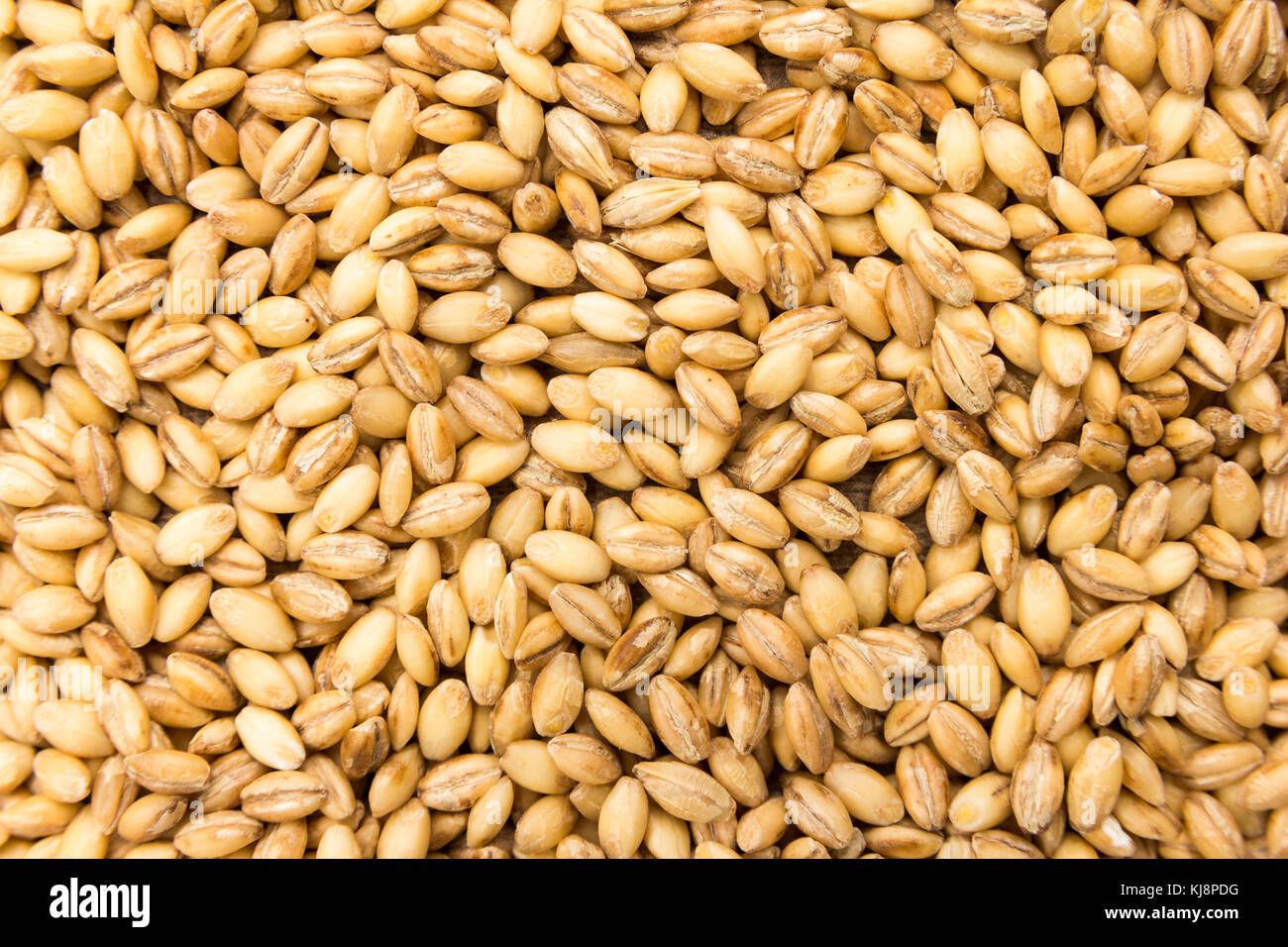 Hordeum vulgare is scientific name of Barley cereal grain. Also known