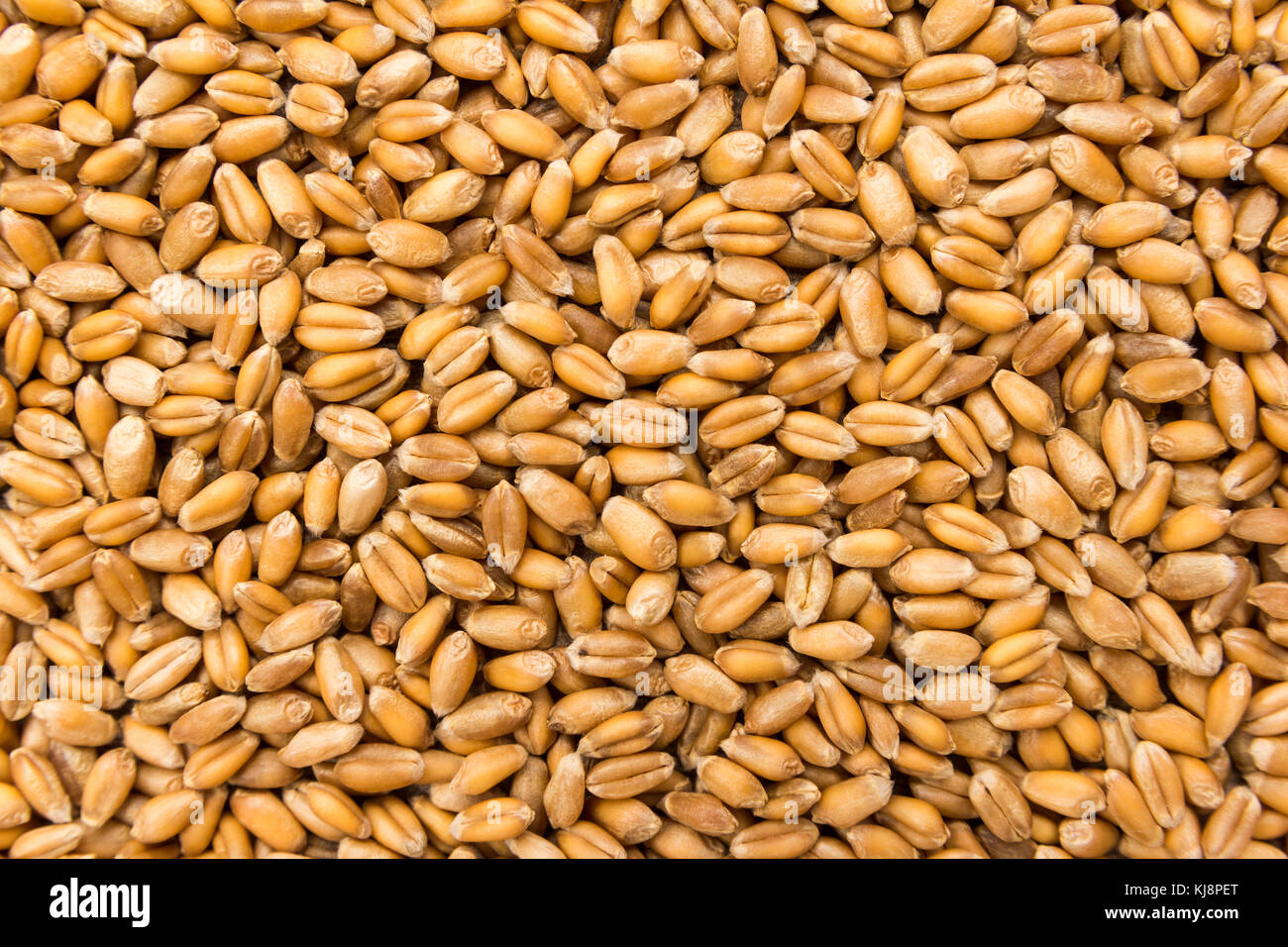 Triticum aestivum is scientific name of Wheat cereal grain. Also known