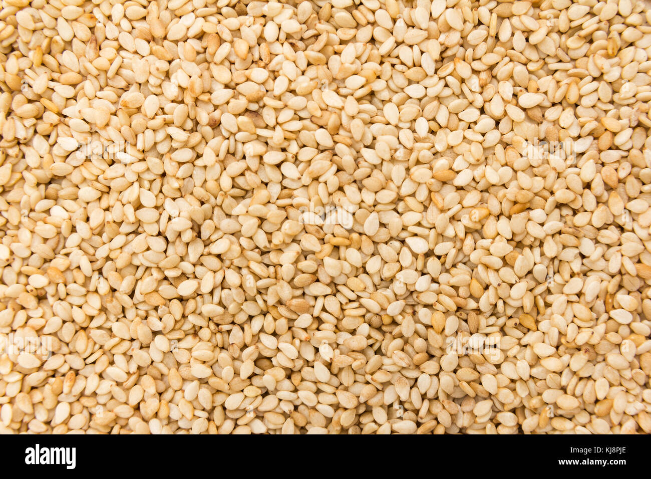 Sesamum indicum is scientific name of Sesame. Also known as Gergelim