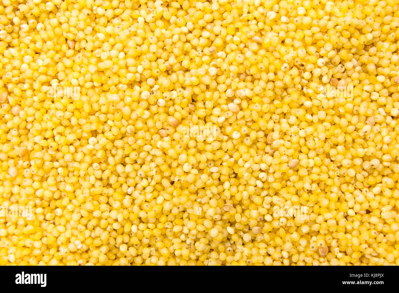 Panicum miliaceum is scientific name of Proso Millet cereal grain. Also