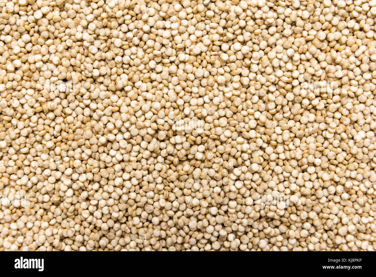Chenopodium quinoa is scientific name of Golden Quinoa seed. Closeup of