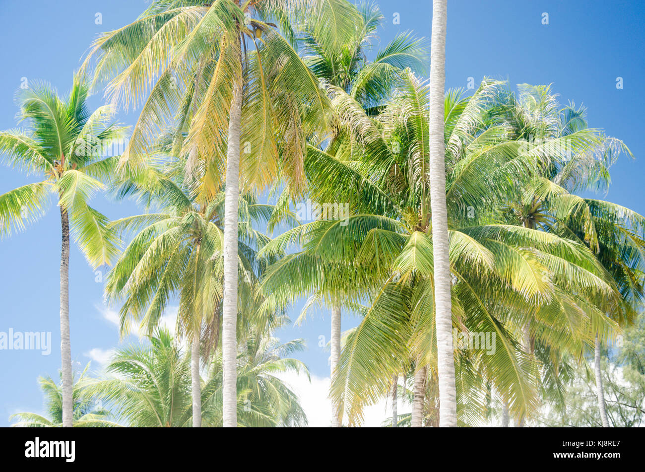palm trees blue sky background Stock Photo - Alamy