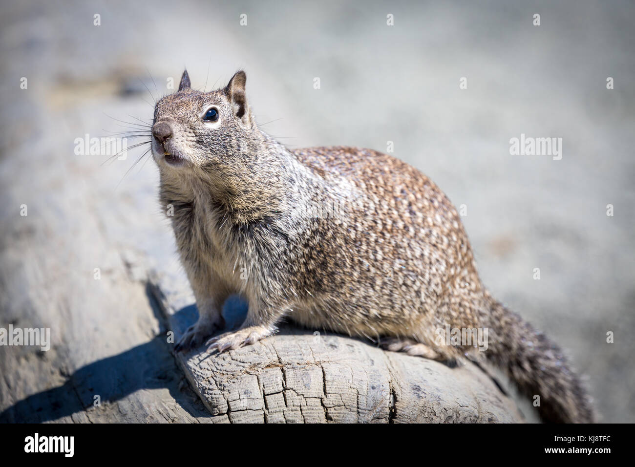 Eastern gray squirrel (Sciurus carolinensis) sits on tree trunk, West Coast, California, USA Stock Photo