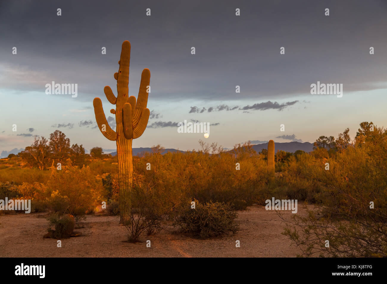 Cactus Landscape, Saguaro (Carnegiea gigantea), evening light with full