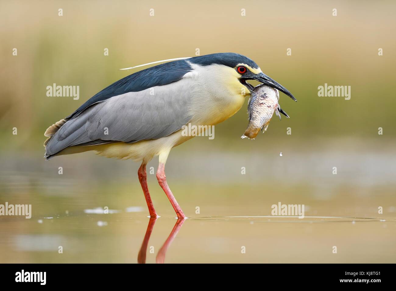 Black-crowned night heron (Nycticorax nycticorax), adult heron with big fish as prey in the water, National Park Kiskunsag Stock Photo