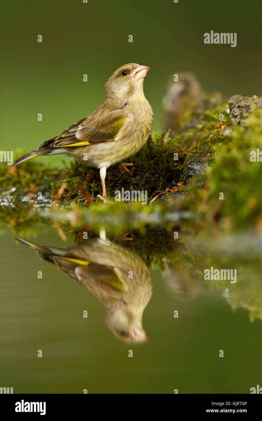 European greenfinch (Chloris chloris), female, reflected in pond, Kiskunsag National Park, Hungary Stock Photo