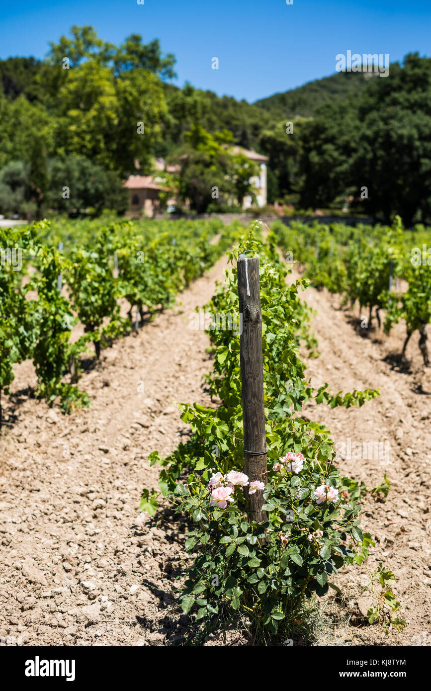 Vineyard landscape near of the Gigondas, France, Europe. Stock Photo