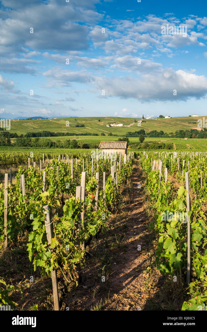 Vineyard near of the Chenas, Burgundy, France, Europe. Stock Photo