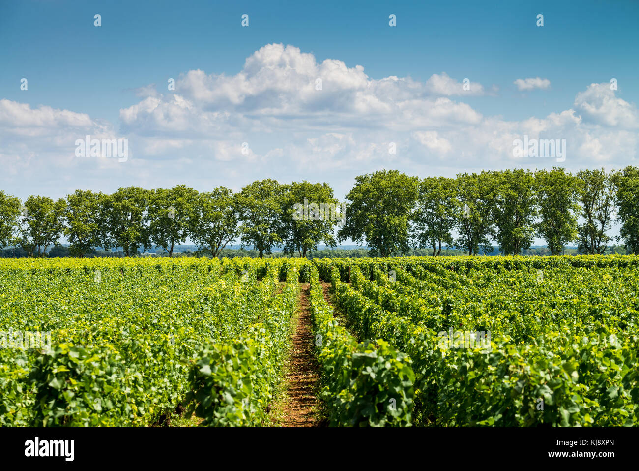 vineyards of Cote de Beaune near Pommard, Burgundy, France Stock Photo