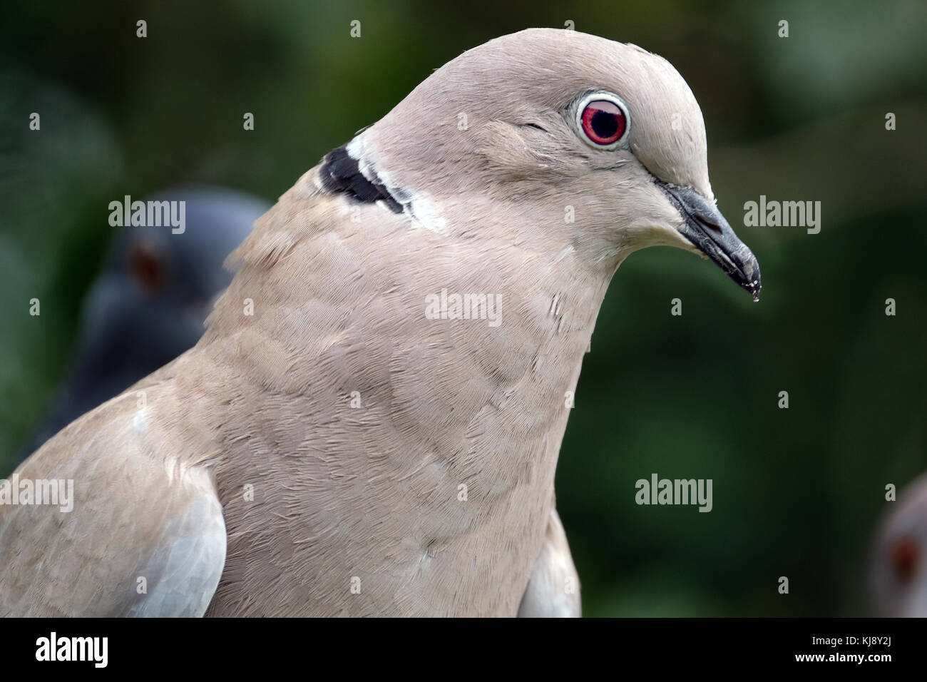 Head of Ring neck or Collared dove. Stock Photo