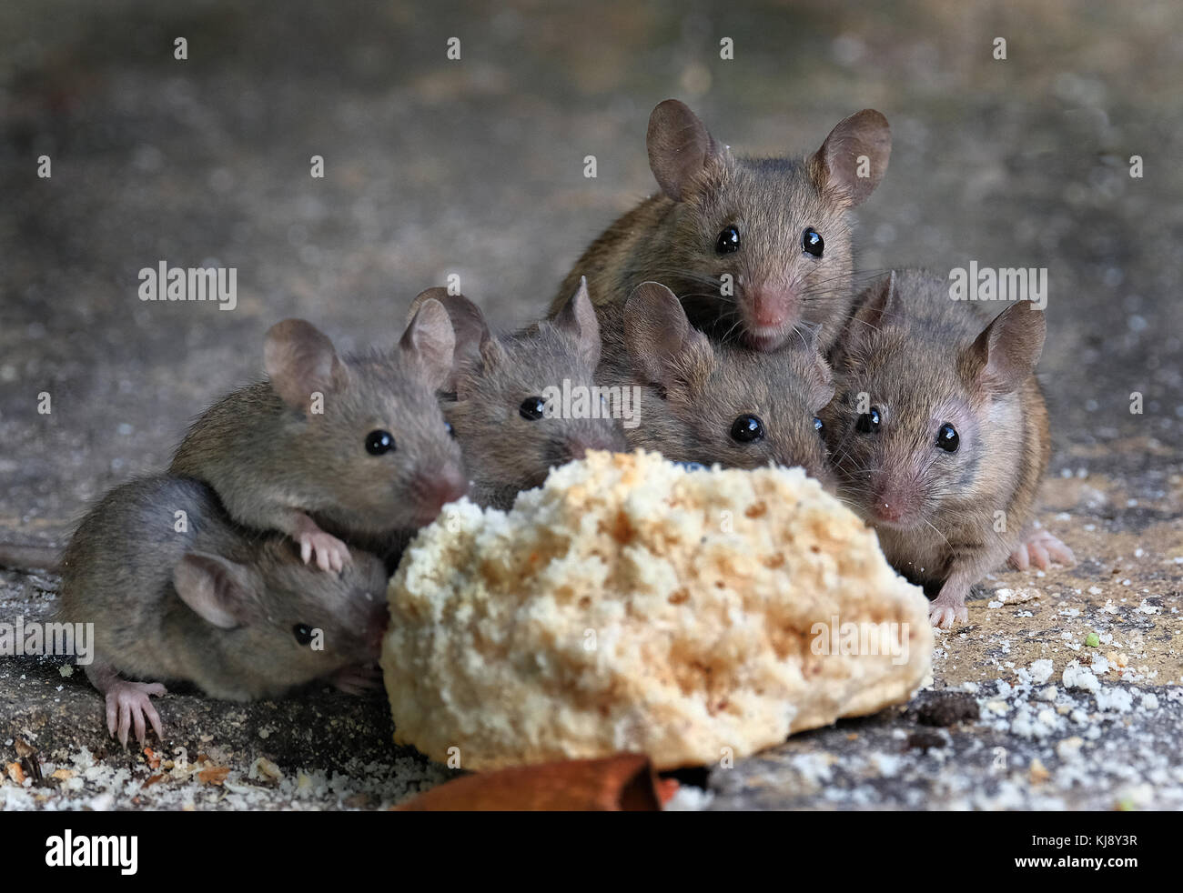 Mice feeding on cake in urban house garden. Stock Photo