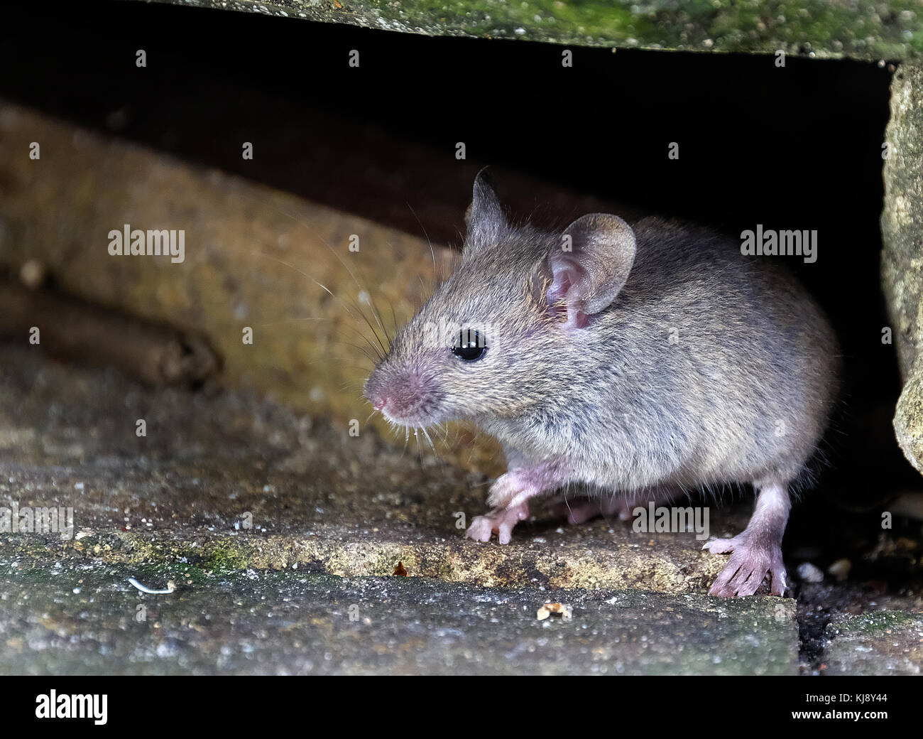 Mice feeding on cake in urban house garden. Stock Photo