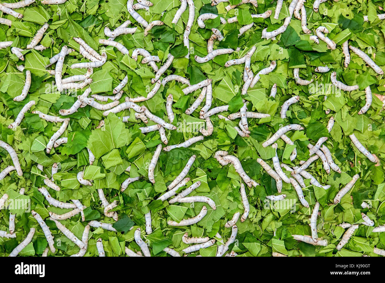 Silkworm produce hires stock photography and images Alamy