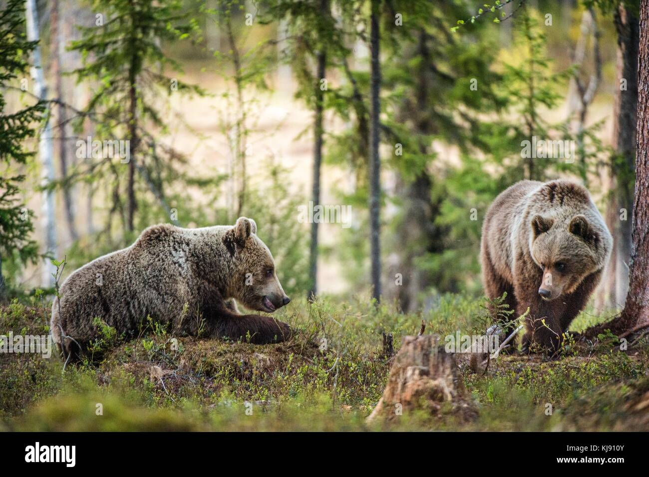Wild Brown Bears ( Ursus Arctos ) in the summer forest Stock Photo - Alamy