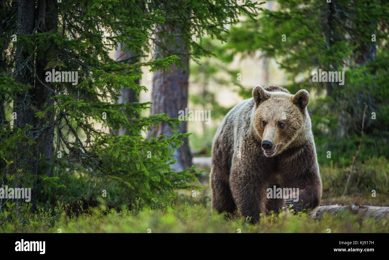 Wild adult Brown Bear ( Ursus Arctos ) in the summer forest Stock Photo ...