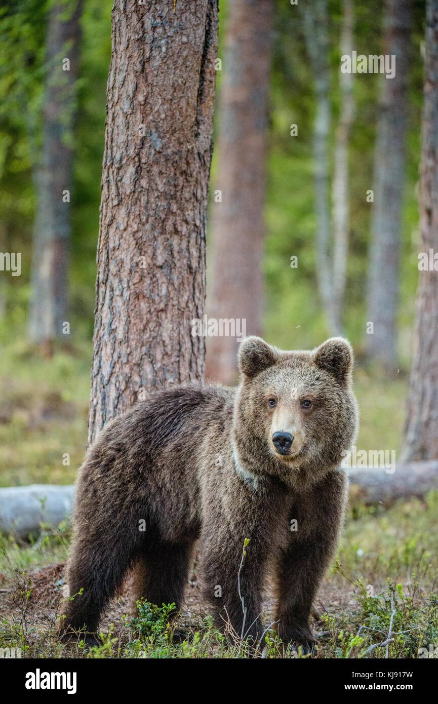 Wild adult Brown Bear ( Ursus Arctos ) in the summer forest Stock Photo ...
