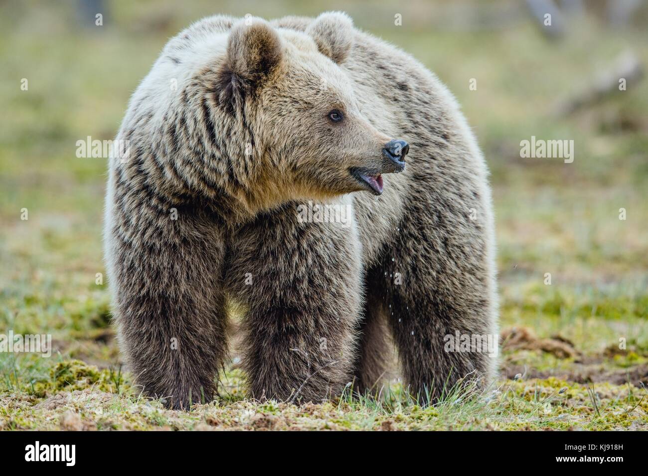 Wild adult Brown Bear ( Ursus Arctos ) in the summer forest Stock Photo ...