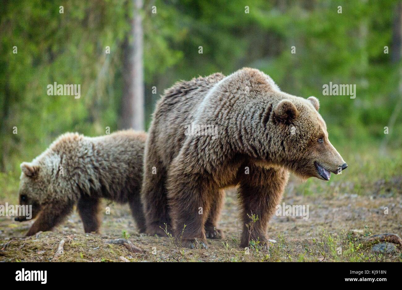 Wild adult Brown Bear ( Ursus Arctos ) in the summer forest Stock Photo ...