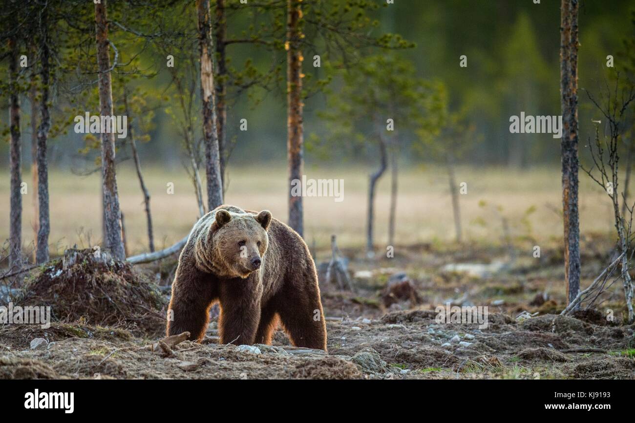 Wild adult Brown Bear ( Ursus Arctos ) in the summer forest Stock Photo ...