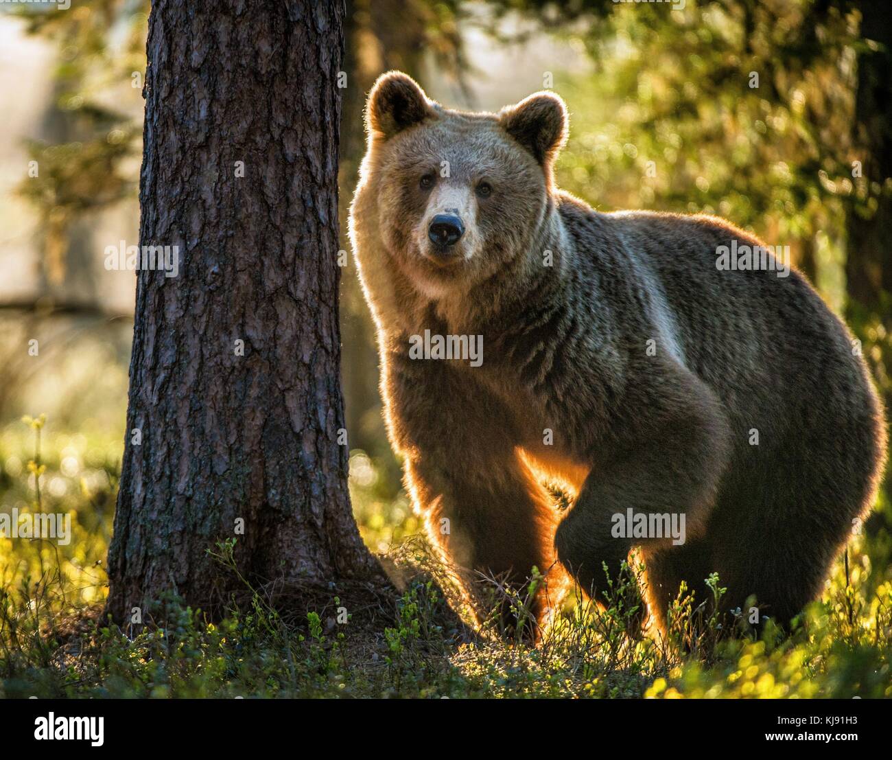 Wild adult Brown Bear ( Ursus Arctos ) in the summer forest Stock Photo ...