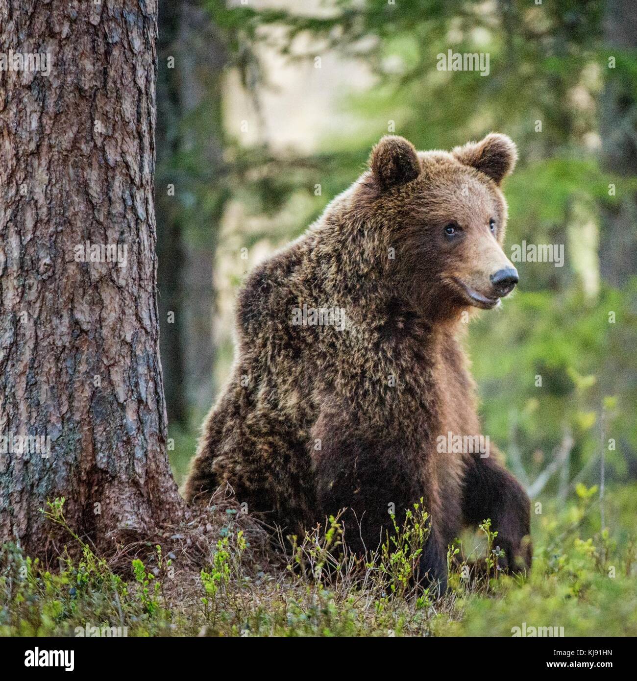 Wild adult Brown Bear ( Ursus Arctos ) in the summer forest Stock Photo ...