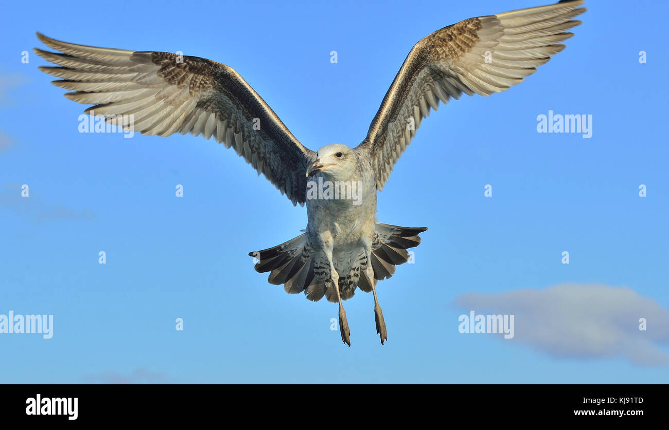 Flying Juvenile Kelp gull (Larus dominicanus), also known as the Dominican gull and Black Backed Kelp Gull. False Bay, South Africa Stock Photo