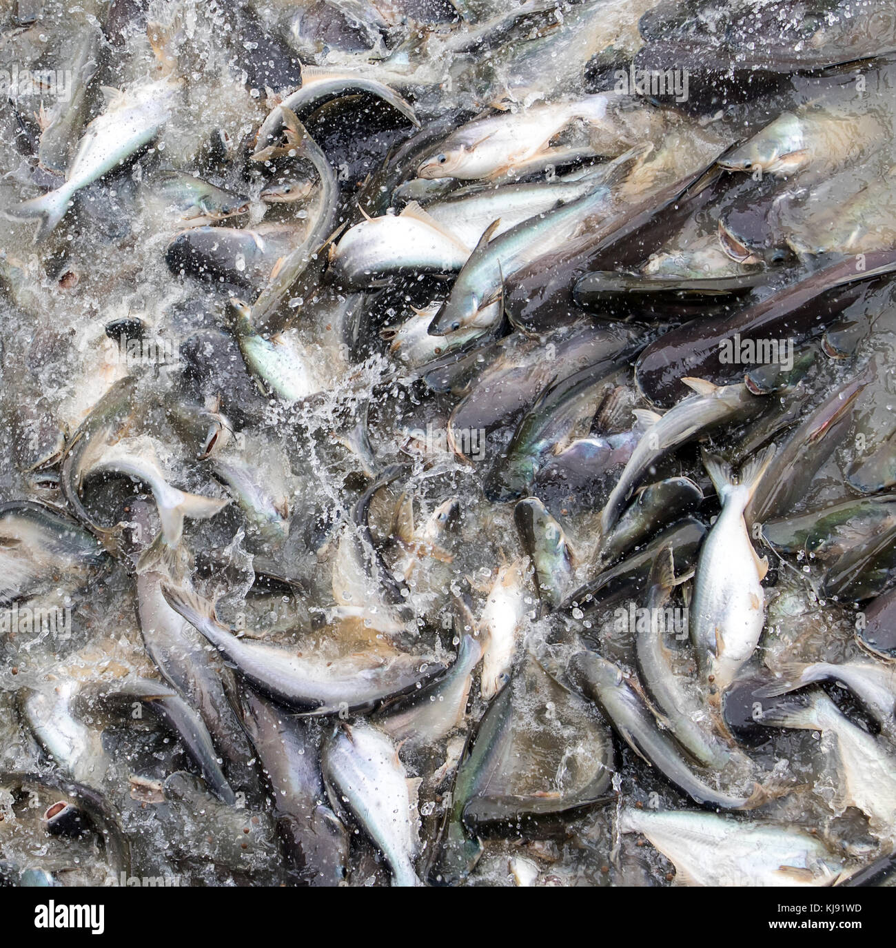 Many different fish competing for food in river. Fish jump in water for food in Chao Phraya River Bangkok, Thailand. Catfish and carp bread feeding in Stock Photo