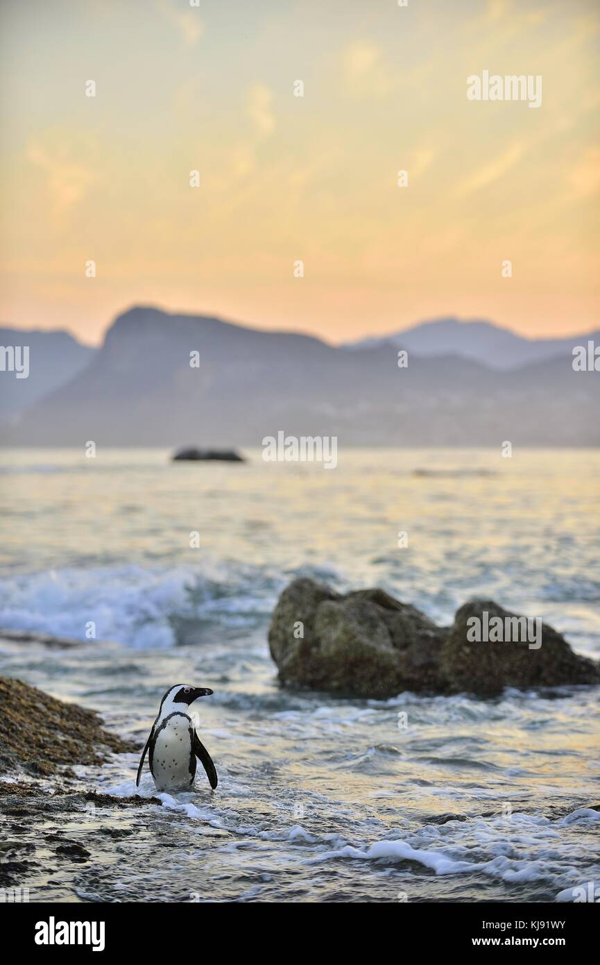African penguins (spheniscus demersus) The African penguin on the shore in  evening twilight above red sunset sky. Stock Photo