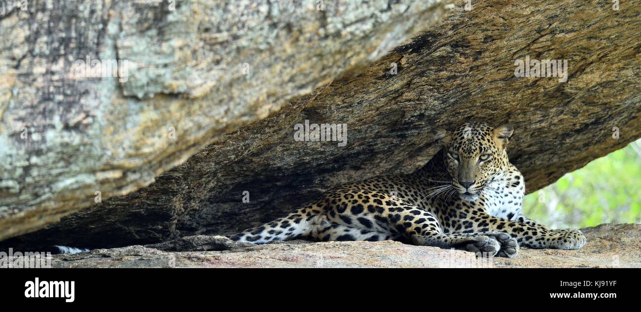 Leopard on a rock. The Female of Sri Lankan leopard (Panthera pardus kotiya). Sri Lanka. Yala National Park. Stock Photo
