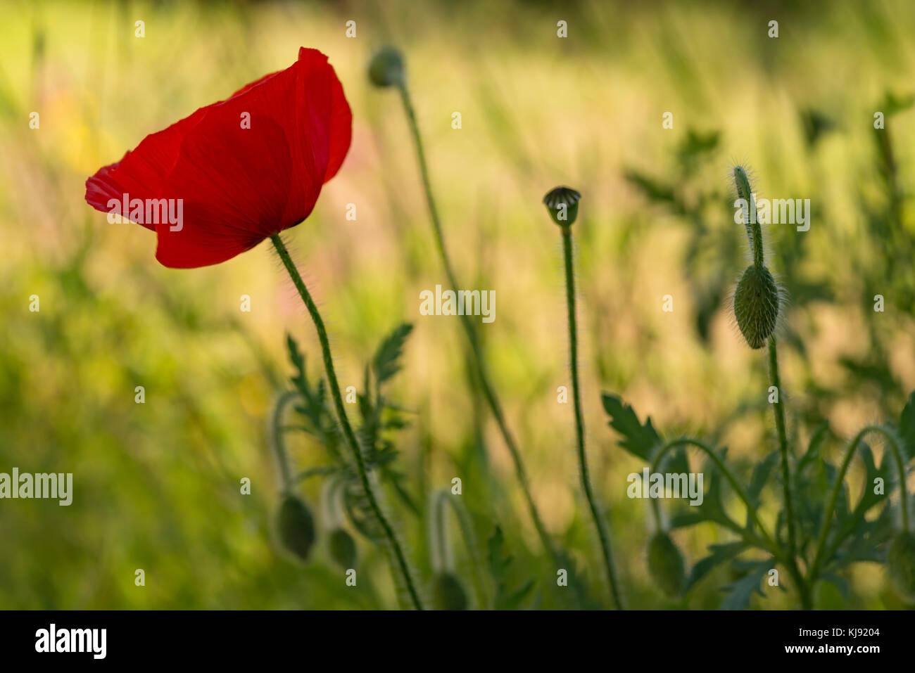 Flowering Red Corn Poppy With Buds Seed Pods Stems And Foliage Contrasted Against A Lighter Background Stock Photo Alamy