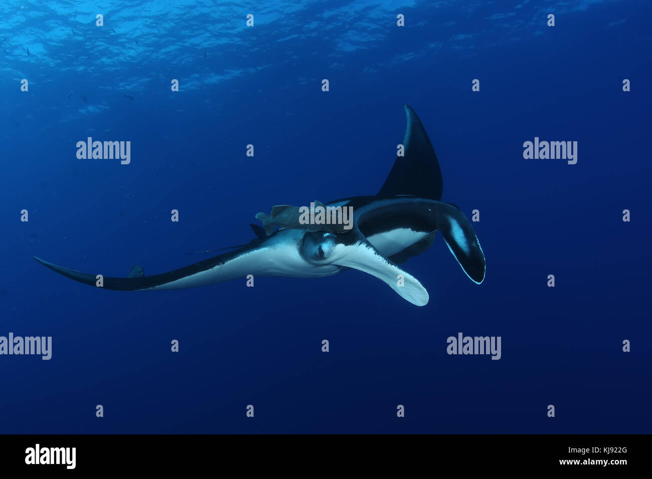 Manta ray diving Underwater Galapagos islands Pacific Ocean Stock Photo ...