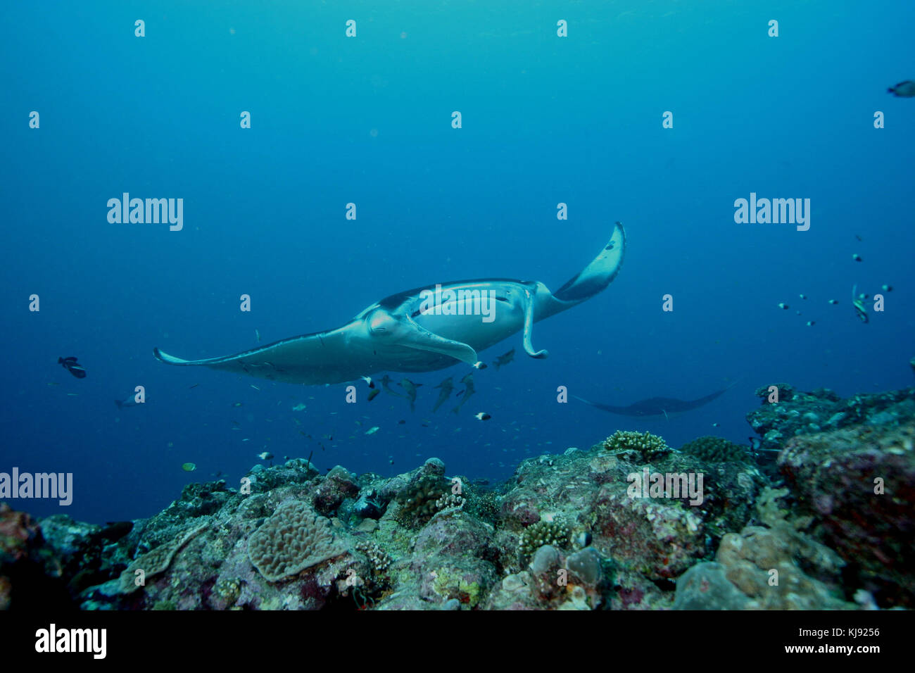 Manta ray diving Underwater Galapagos islands Pacific Ocean Stock Photo ...