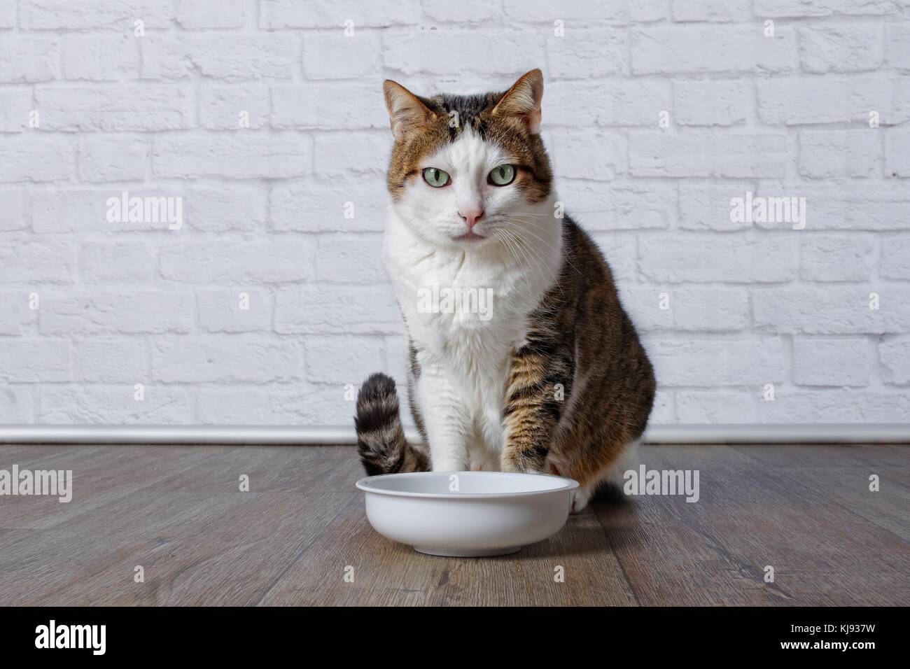 Old cat sit around the food bowl Stock Photo Alamy