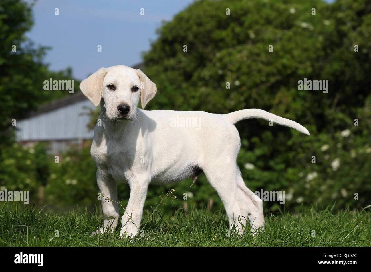 english foxhound puppies