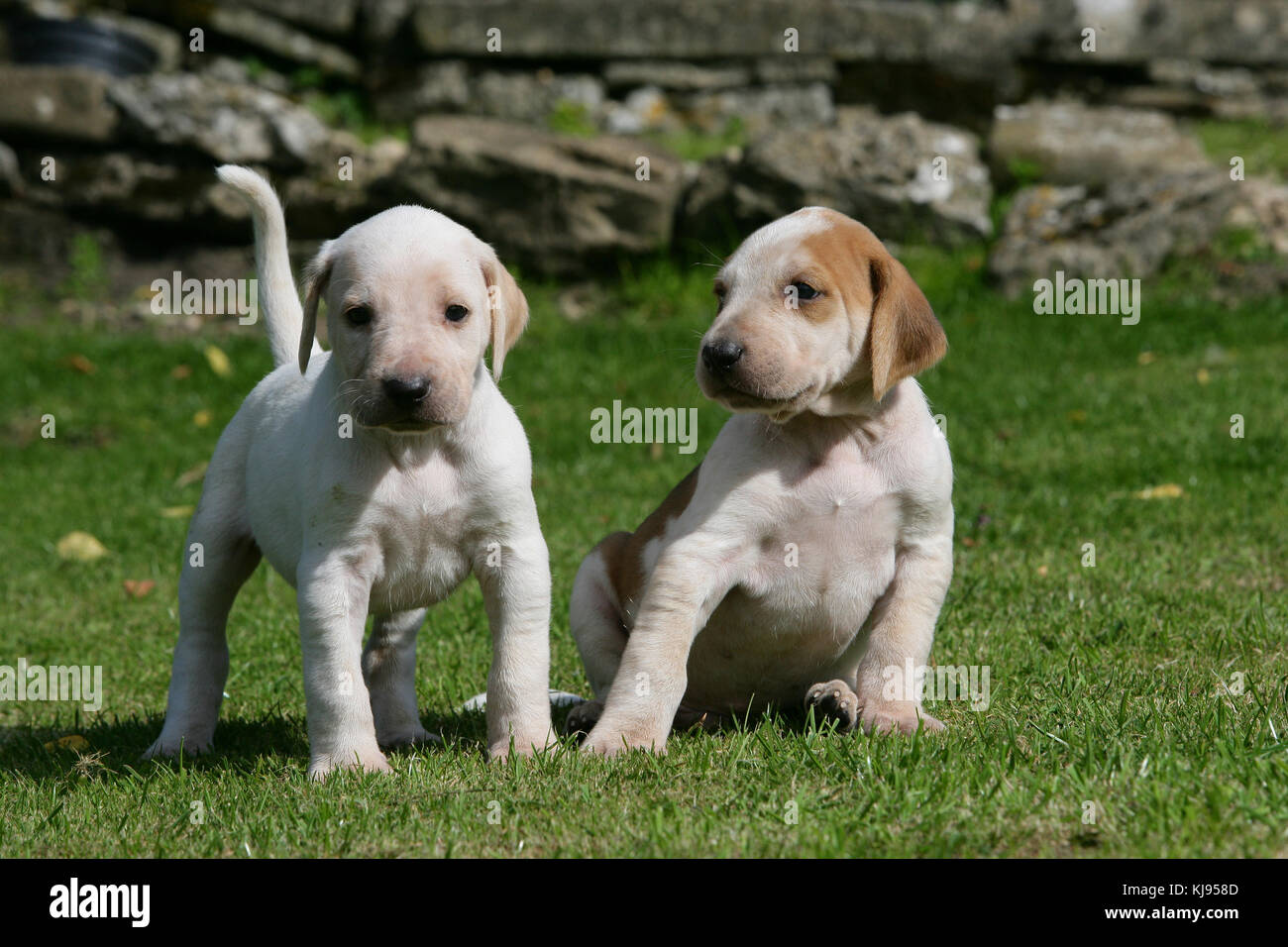 English Foxhound Puppies Stock Photo Alamy