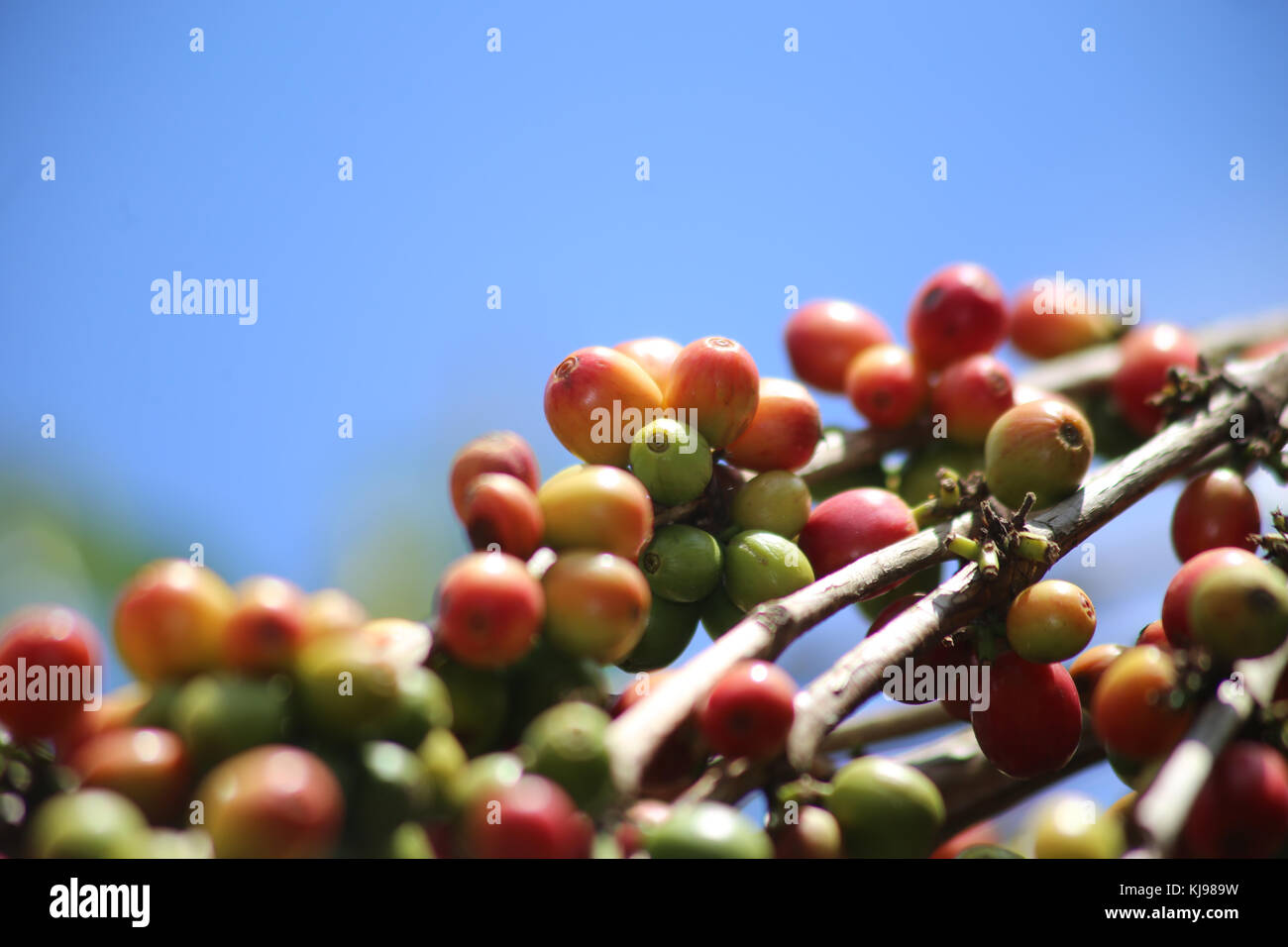 Kenya. 22nd Nov, 2017. Ripe coffee berries at a farm in in Gichatha-ini village in Nyeri County, 125 Kilometers North of Kenya's capital Nairobi. Harvesting season is at its peak and farmers are already picking ripe berries, which they deliver to the local factory. Coffee is the main source of income for most farmers earning an average 0.8 USD per kilogram of cherry. The farmers grow Arabica coffee, whose beans are widely sought in the world market among them consumers in Europe and USA. Picture taken on November 22, 2017, two days after the Supreme Court of Kenya upheld President Uhuru Stock Photo