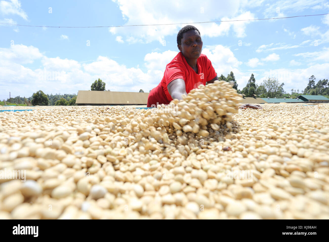 Kenya. 22nd Nov, 2017. Worker turning parchment coffee to dry at Gikanda Farmers Co-operative Society in Nyeri County, 125 Kilometers North of Kenya's capital Nairobi. Coffee harvesting season is at its peak and farmers are already picking ripe berries, which they deliver to the local factory. Coffee is the main source of income for most farmers earning an average 0.8 USD per kilogram of cherry. The farmers grow Arabica coffee, whose beans are widely sought in the world market among them consumers in Europe and USA. Picture taken on November 22, 2017, two days after the Supreme Court of Stock Photo