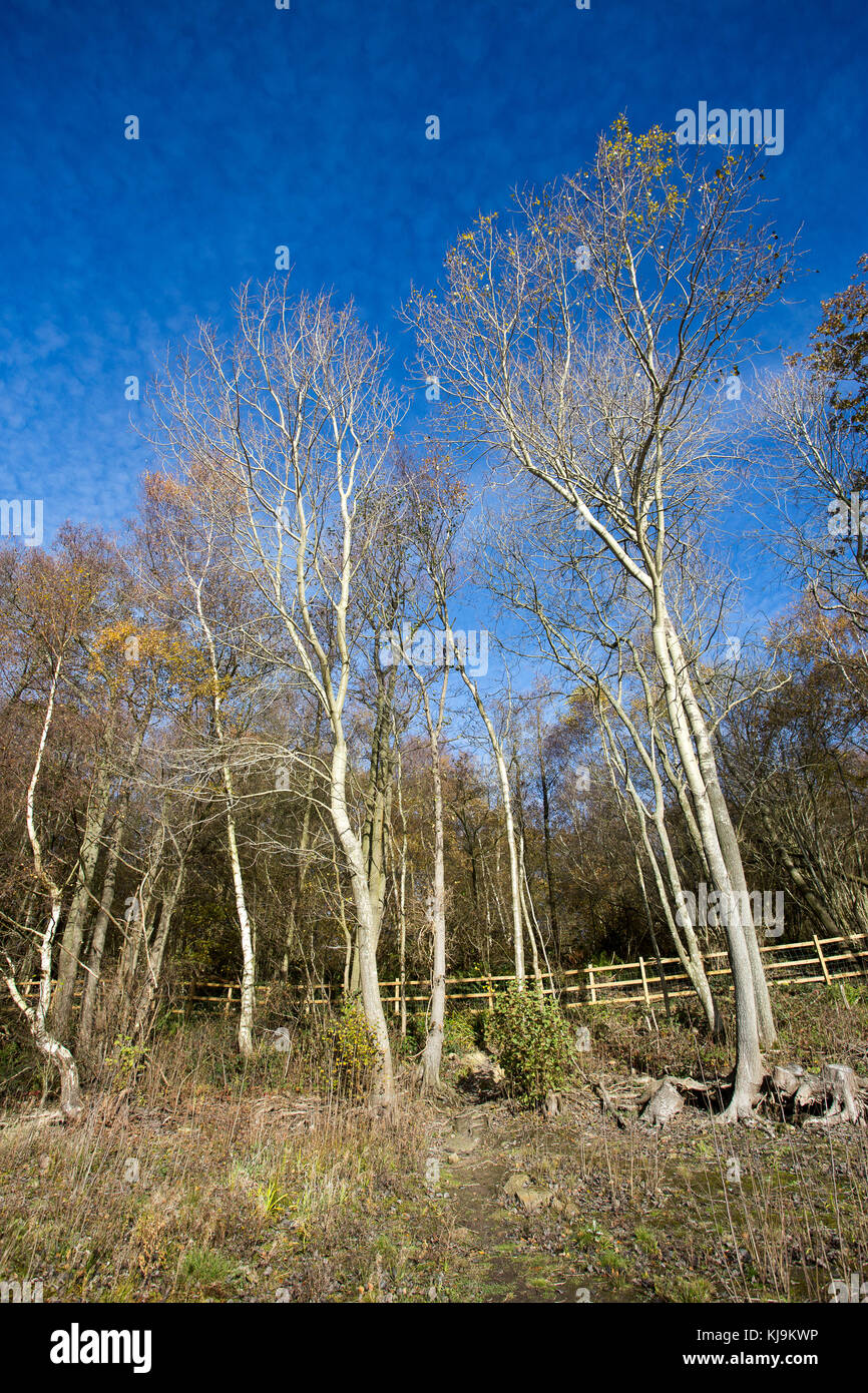 woodland Bewl Water reservoir Stock Photo